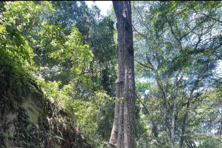 Karura guided walking tour