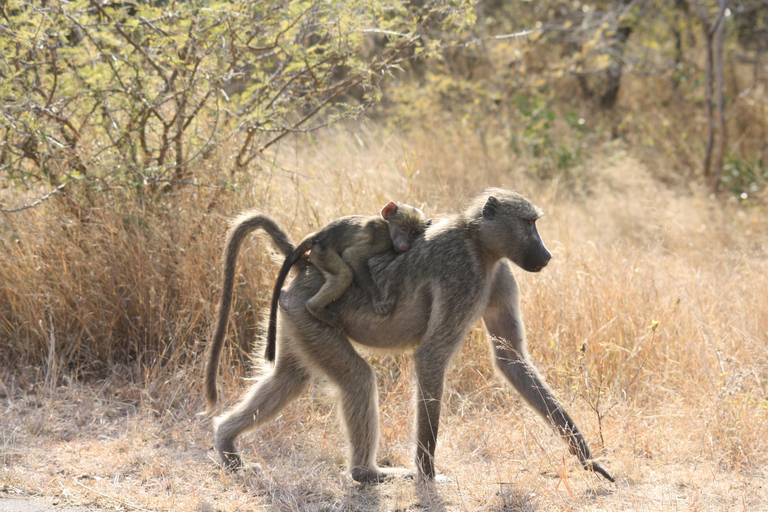 Kruger National Park: Private Chalet Safari 3-Day Safari