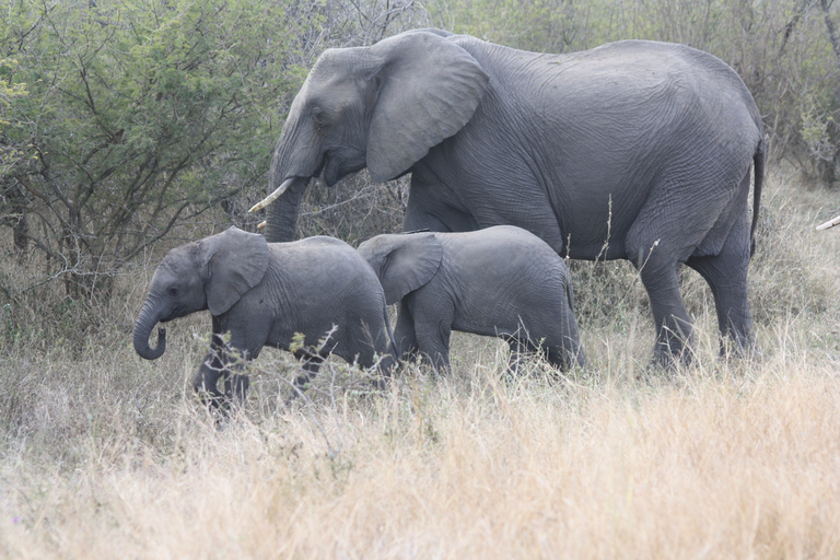 Kruger National Park: Private Chalet Safari 3-Day Safari