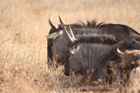Kruger National Park: Private Chalet Safari 3-Day Safari
