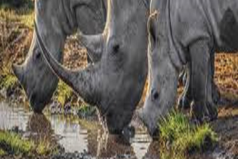 1 journée de safari dans le parc national du Tarangire - Arusha