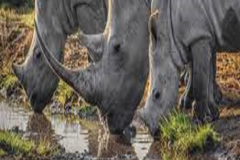 1 journée de safari dans le parc national du Tarangire - Arusha