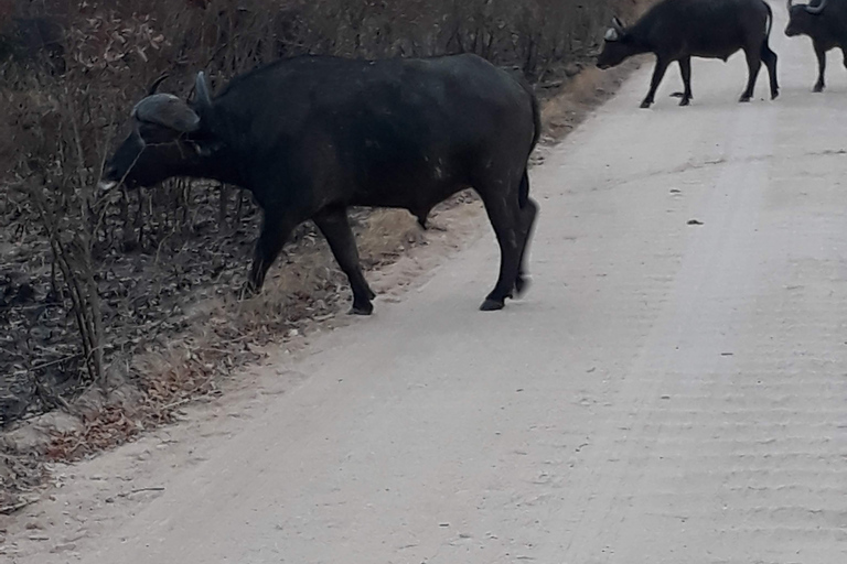 Safari di 3 giorni nel Parco Nazionale Kruger