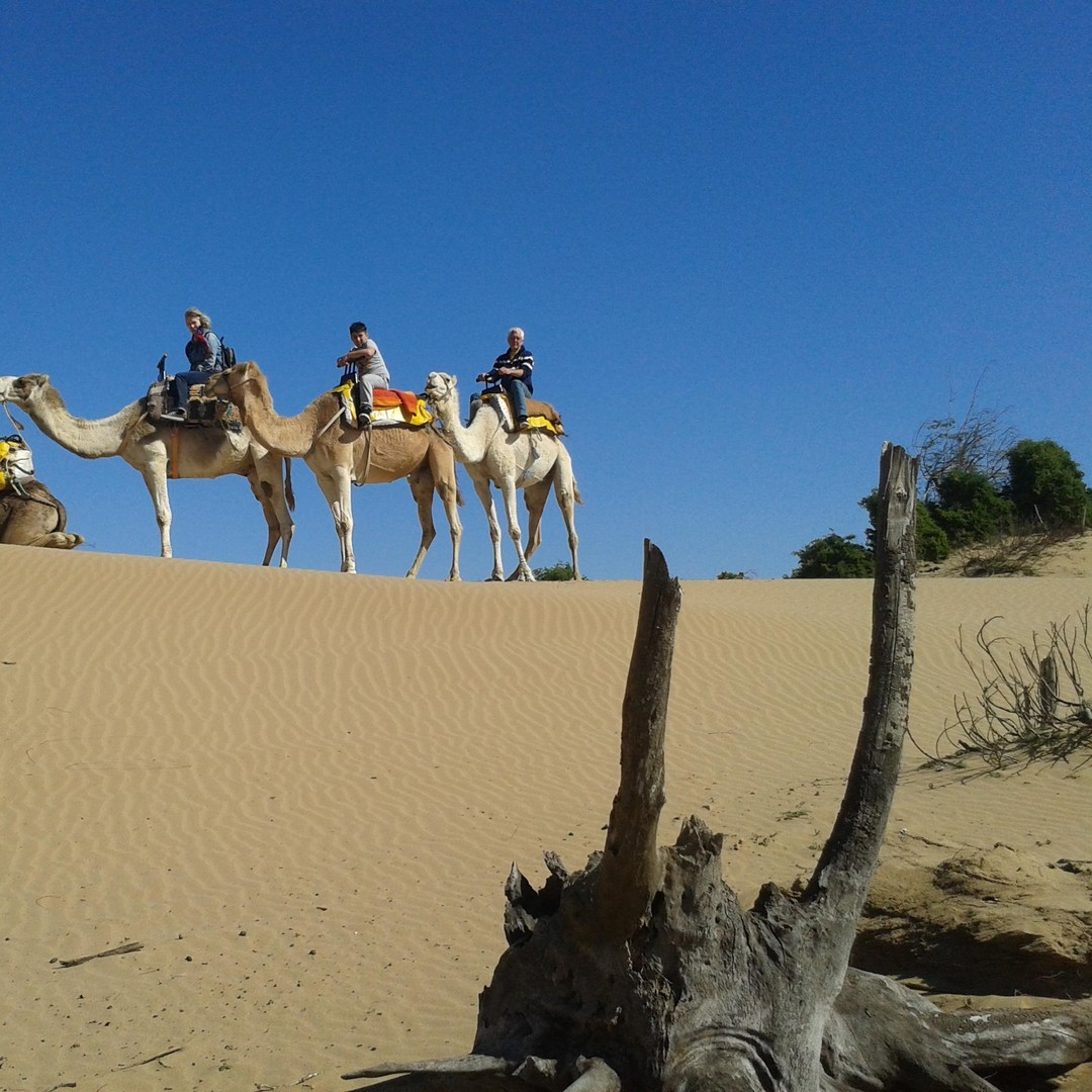 Journée à dos de dromadaire à Essaouira - dromadaire