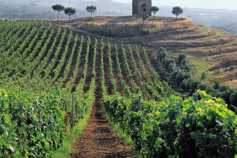 Rome: privé 3,5 uur durende Castelli Romani-wijnproeverij