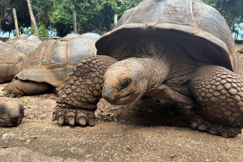 Stadstur i Stone Town, Prison Island, solnedgång och nattlig matmarknadTur utan upphämtning och avlämning vid hotell