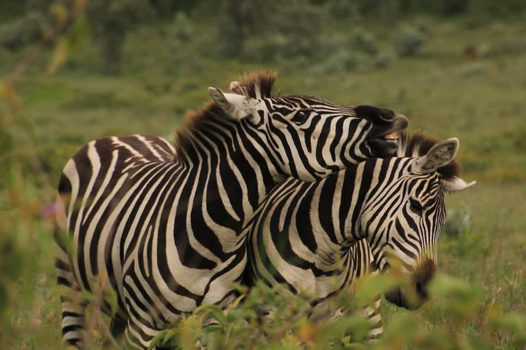 Jednodniowa wycieczka do jeziora Naivasha i Hells Gate N.P