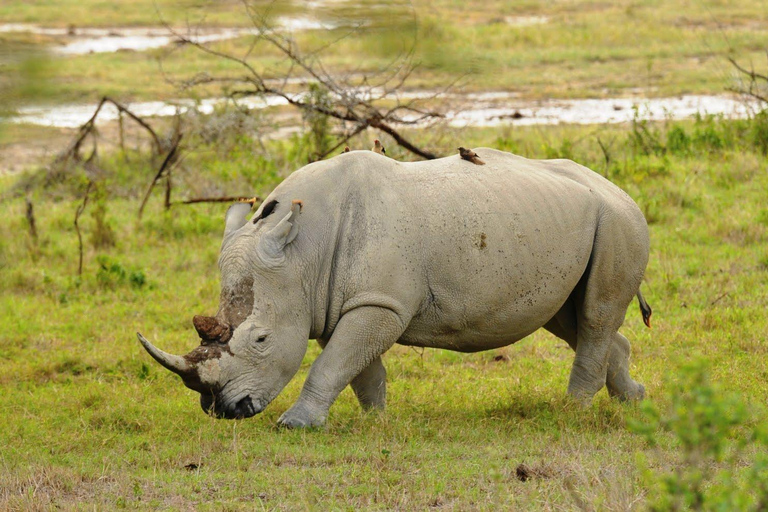 From Nairobi: Lakes Nakuru & Naivasha National Park Day Tour