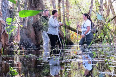 everglades 1.5 hour group swamp walk