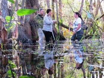 Everglades: 1,5-stündiger Gruppen-Rundgang durch den Sumpf Everglades: 1,5-stündiger Gruppen-Rundgang durch den Sumpf