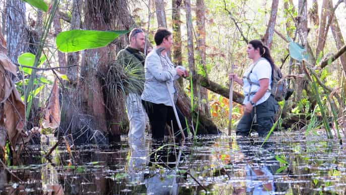 everglades 1.5 hour group swamp walk