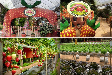 From Kuala Lumpur: Cameron Highlands Private Tour