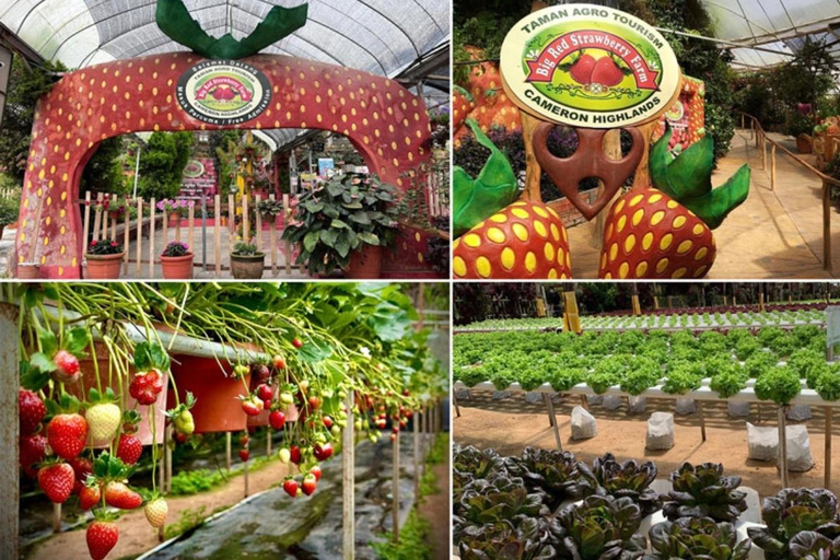 From Kuala Lumpur: Cameron Highlands Private Tour