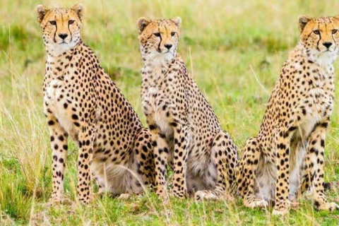 2 days 1 night saltlick safari from Diani/Mombasa.