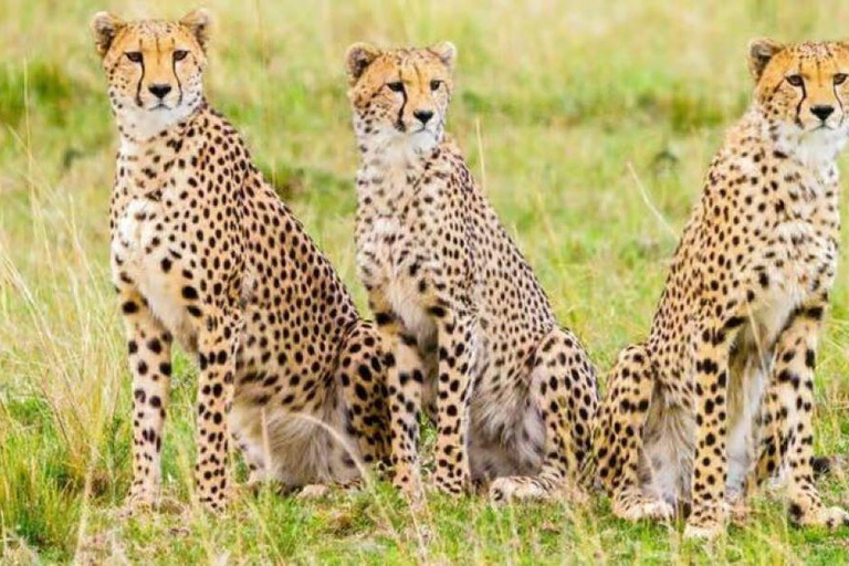 2 days 1 night saltlick safari from Diani/Mombasa.
