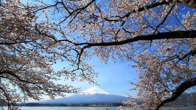 mount fuji fullday tour from tokyo with lunch