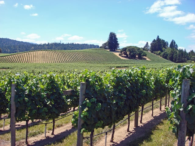 SF : Napa &amp; Sonoma Wine Tour &amp; Hop-on Hop-off Tour (Save 15%)