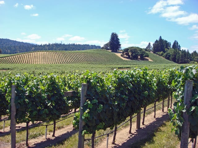 SF: Napa & Sonoma Wine Tour & Hop-on Hop-off Tour (Save 15%) image 3
