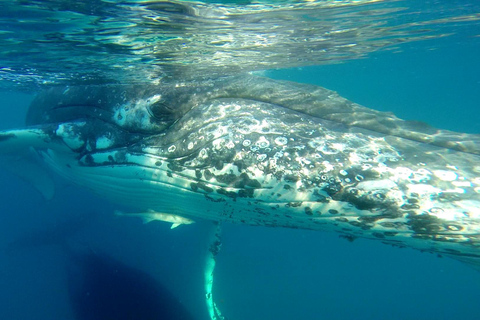 Hervey Bay: Half-Day Whale Watching Cruise Hervey Bay: Half Day Exciting Whale Watching Adventure