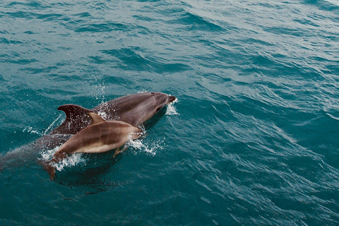 Side: Dolphin Island Boat Trip with Lunch & Swim Stops