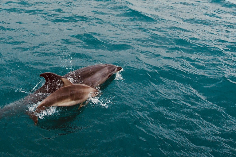 Side: Dolphin Island Boat Trip with Lunch & Swim Stops