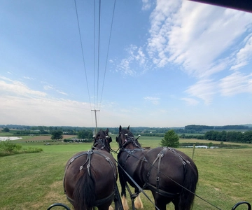Gettysburg: Horse-Drawn Carriage Tour Countryside & Orchards