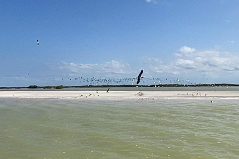 Rio Lagartos et Las Coloradas : EcoSafari Flamingo DeluxRio Lagartos et Las Coloradas : EcoSafari Flamingo Deluxe