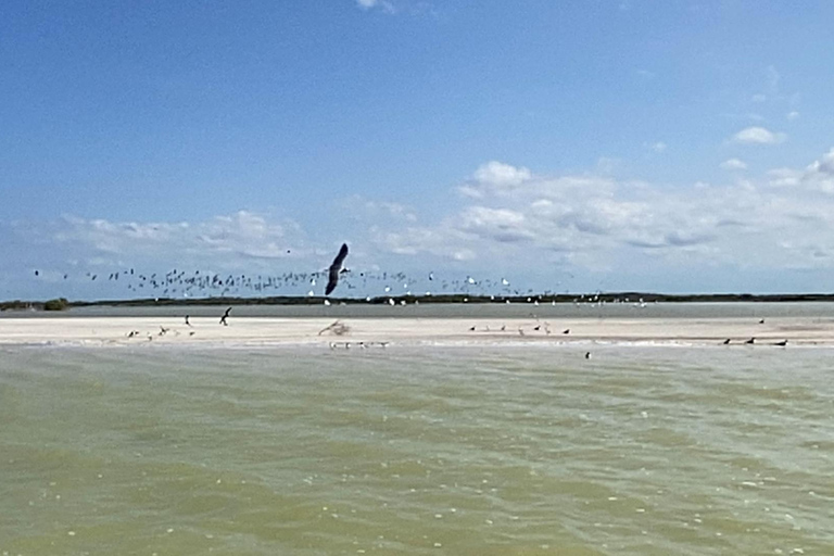 Rio Lagartos et Las Coloradas : EcoSafari Flamingo DeluxRio Lagartos et Las Coloradas : EcoSafari Flamingo Deluxe