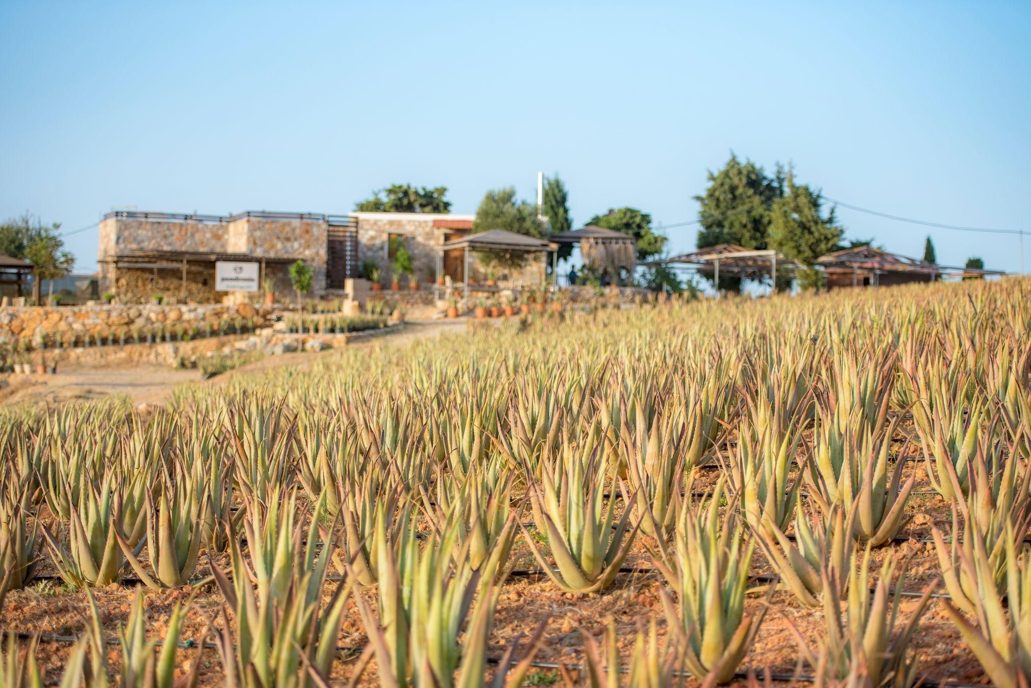 Entdecke Aloe: Spaziergang & Workshop auf dem Bauernhof