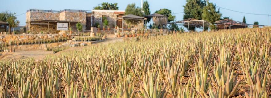Découvrez l'aloès : Une promenade à la ferme et un atelier