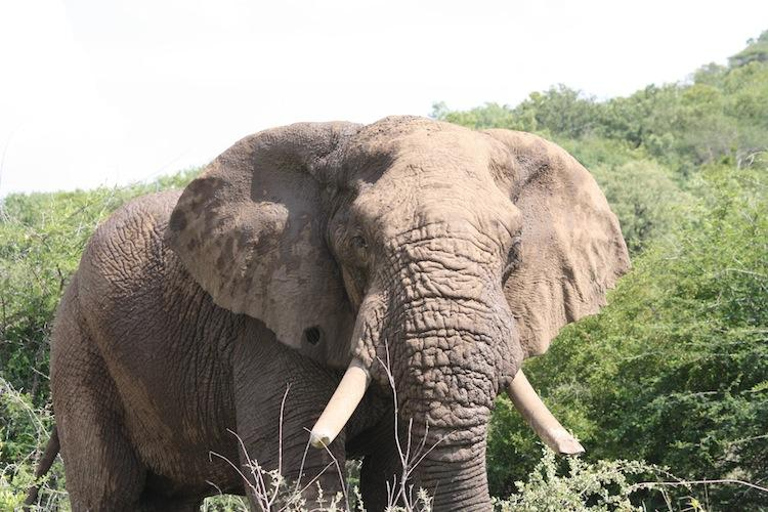 Kruger National Park One Day Safari from Johannesburg