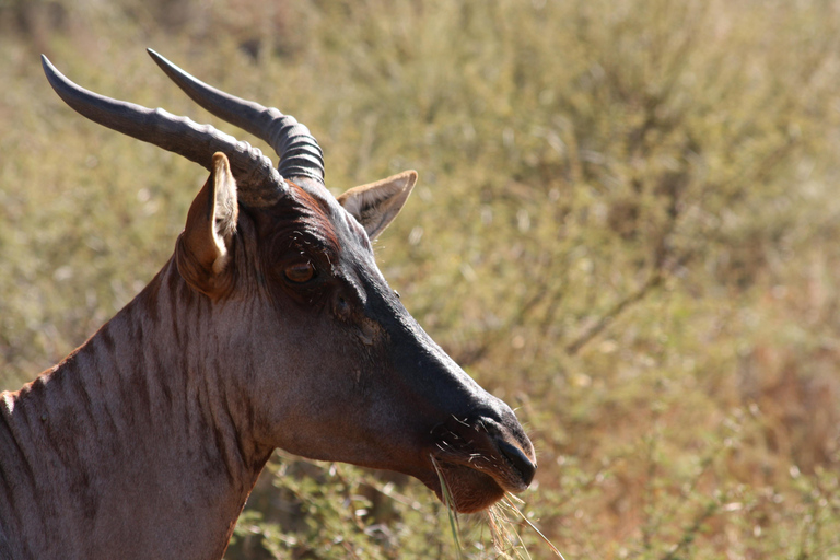 Kruger National Park One Day Safari from Johannesburg