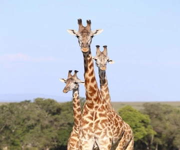 Desde Nairobi: Safari de aventura de 10 días por Kenia y Tanzania