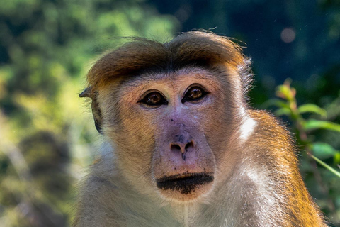 Ella: NineArches Bridge,Mini adam's peak and Waterfalls Tour