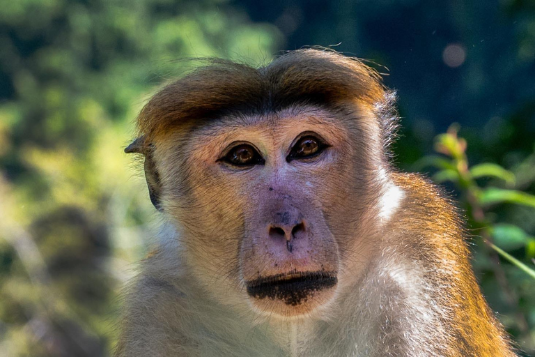 Ella: NineArches Bridge,Mini adam's peak and Waterfalls Tour