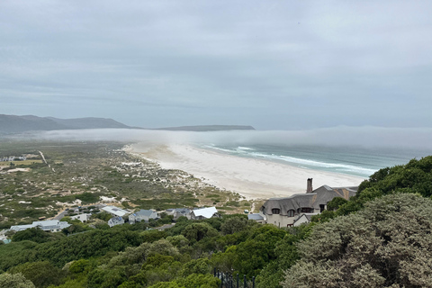 From Cape Town: Cape of Good Hope and Penguins Shared Tour