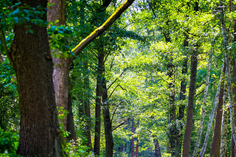 From Berlin: Spreewald, canoe tour at sunset