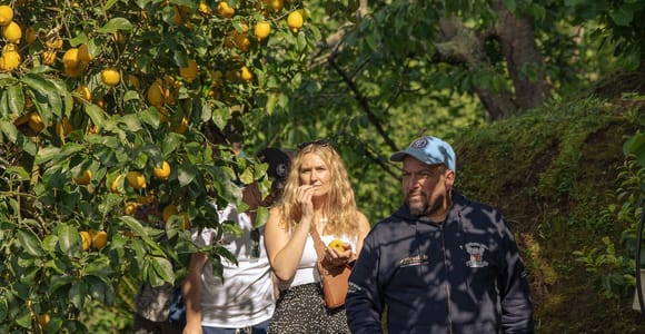 Sorrento: Lemons grove, Farm Tour&Tasting and Pizza Class