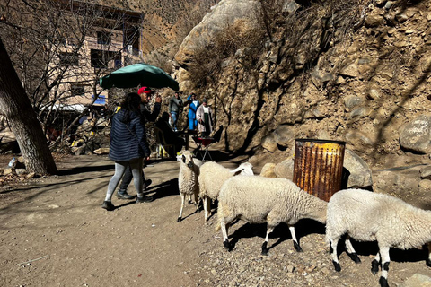 Desde Marrakech: montañas del Atlas, valle de Ourika y paseo en camello