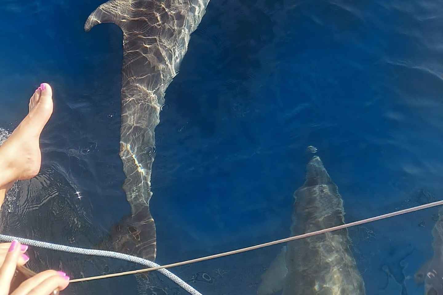 Dolphin watching in Estepona