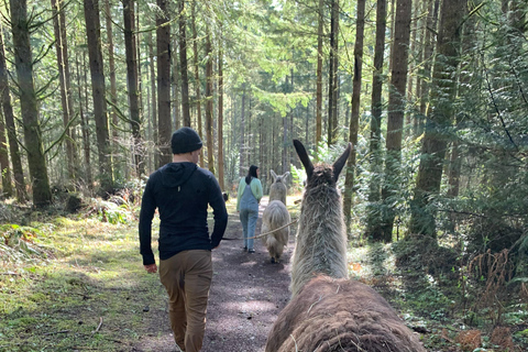 Roy, Washington : randonnée avec des lamas et rencontre avec des alpagas