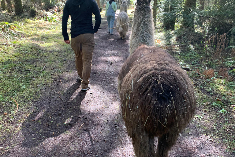 Roy, Washington : randonnée avec des lamas et rencontre avec des alpagas