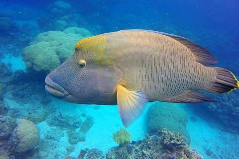 Cairns: Outer Great Barrier Reef - Tagestour & Mittagessen