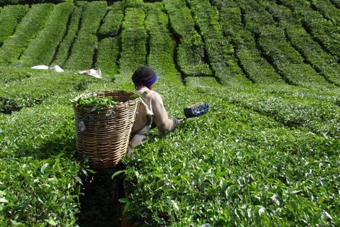 From Kuala Lumpur: Cameron Highlands Tour with Lunch From Kuala Lumpur: Cameron Highlands Day Trip Without Lunch