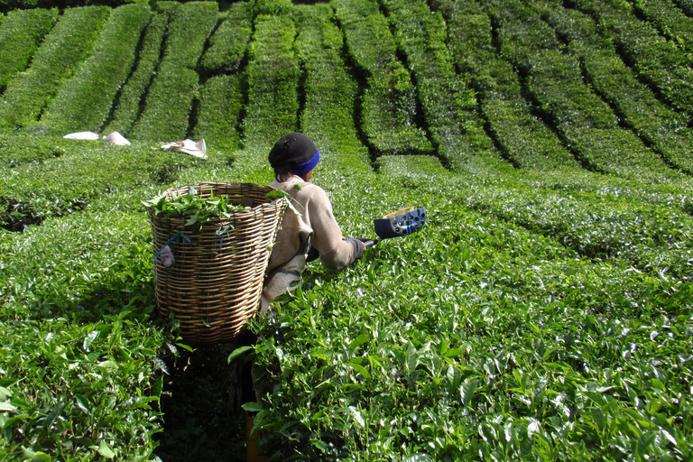 From Kuala Lumpur: Cameron Highlands Tour with Lunch From Kuala Lumpur: Cameron Highlands Day Trip Without Lunch