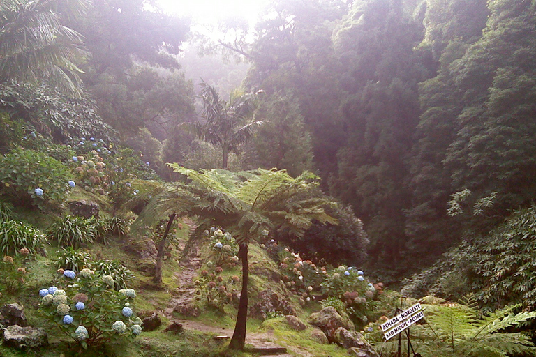 São Miguel: Tour de día completo por el Nordeste y la Cascada con almuerzo