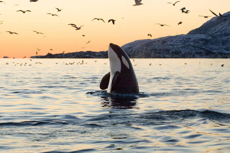 Tromsø: Orca and Whale Watching Heated Boat Trip Tromsø: Orca and Whale Watching comfort heated boat Trip