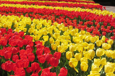 Lisse: Keukenhof & Tulip Experience Private Tour