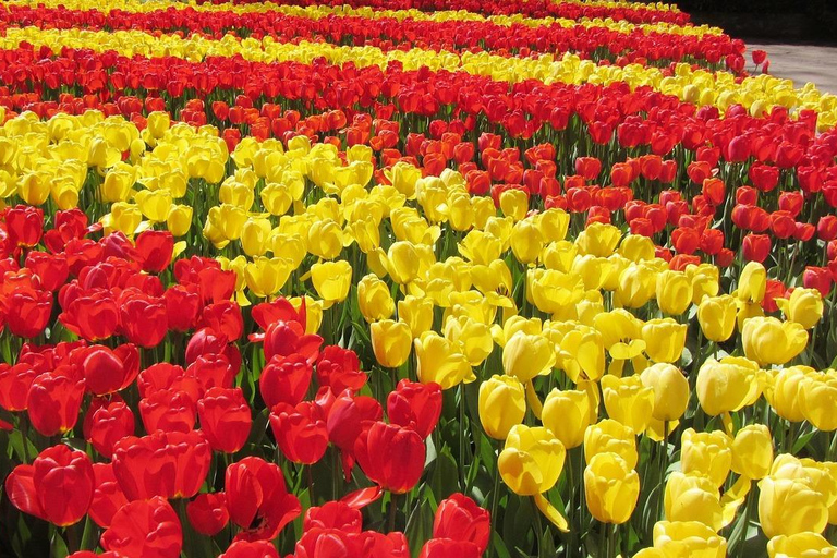 Lisse: Keukenhof & Tulip Experience Private Tour