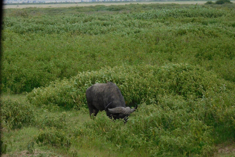Tour di un giorno del Parco Nazionale di Amboseli e visita al villaggio Maasai